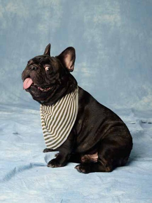 Buldogue francês com lenço listrado