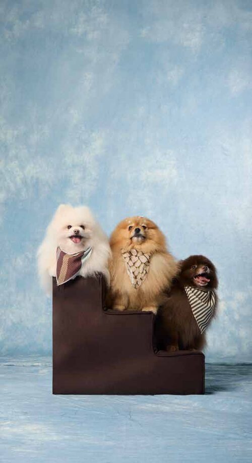 Três cachorrinhos em uma escadinha