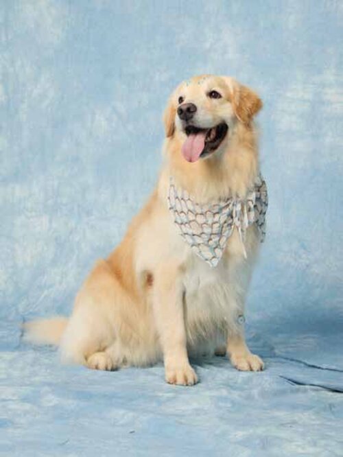 Golden retriever sentado